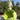 Charming Bunny Fairy Cabbage Decor - getTohfa.