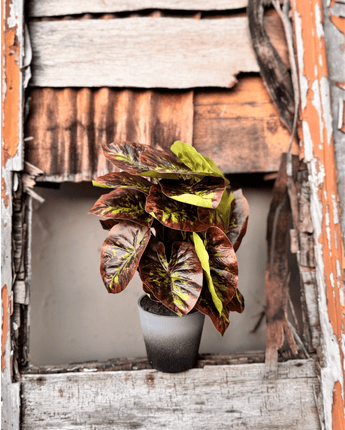 Colored Leaves Artificial Planter - getTohfa.