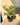 Colored Leaves Artificial Planter - getTohfa.