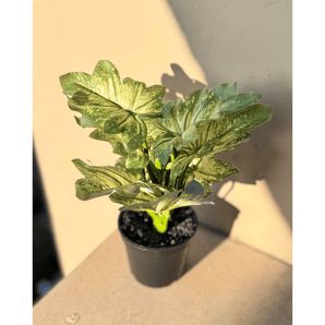 Colored Leaves Artificial Planter - getTohfa.