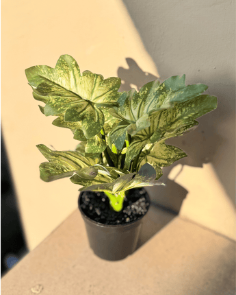 Colored Leaves Artificial Planter - getTohfa.