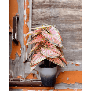Colored Leaves Artificial Planter - getTohfa.