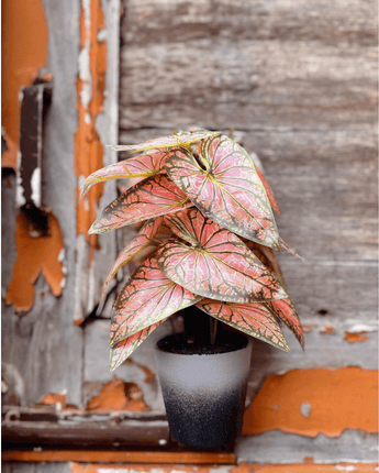 Colored Leaves Artificial Planter - getTohfa.