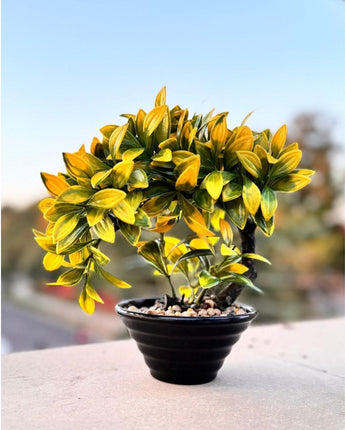 Curved Artificial Bonsai Tree – Elegant Home & Office Décor - getTohfa.