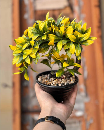 Curved Artificial Bonsai Tree – Elegant Home & Office Décor - getTohfa.