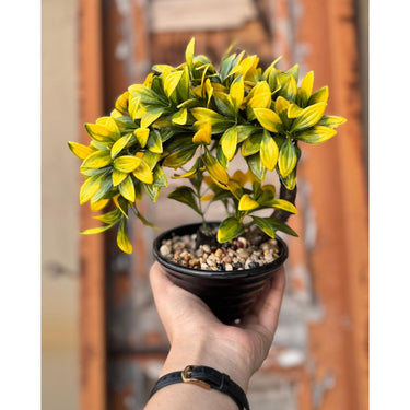 Curved Artificial Bonsai Tree – Elegant Home & Office Décor - getTohfa.